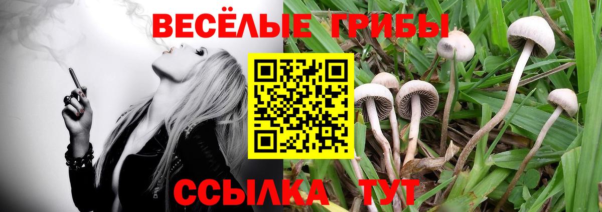 хочу   Псилоцибиновые грибы прущие грибы  Вход с VPN  Братск  Псилоцибиновые грибы ЛСД 